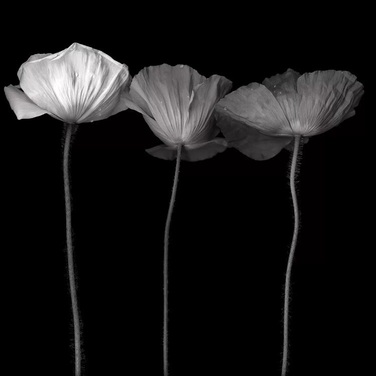 Poppy VI, B&W