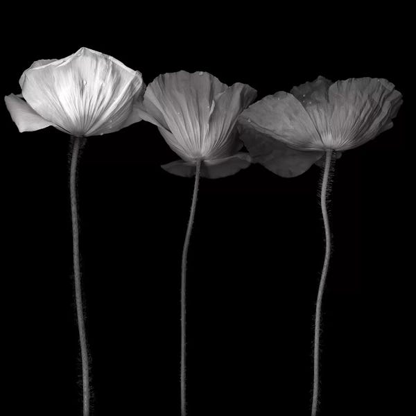 Poppies: Poppy VI, B&W by Magda Indigo