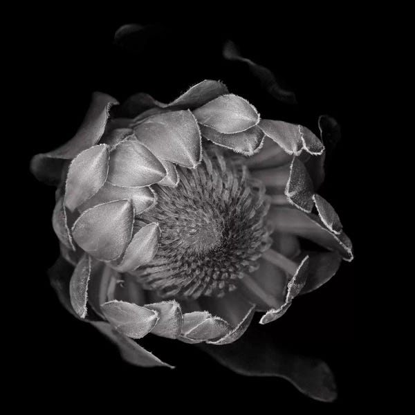 Protea: Protea II, B&W by Magda Indigo