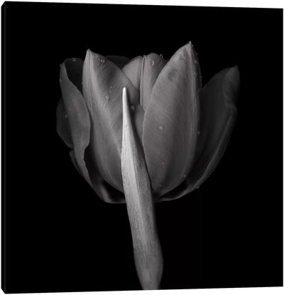 Red Tulips IV, B&W Canvas Art Print - Tulip Art