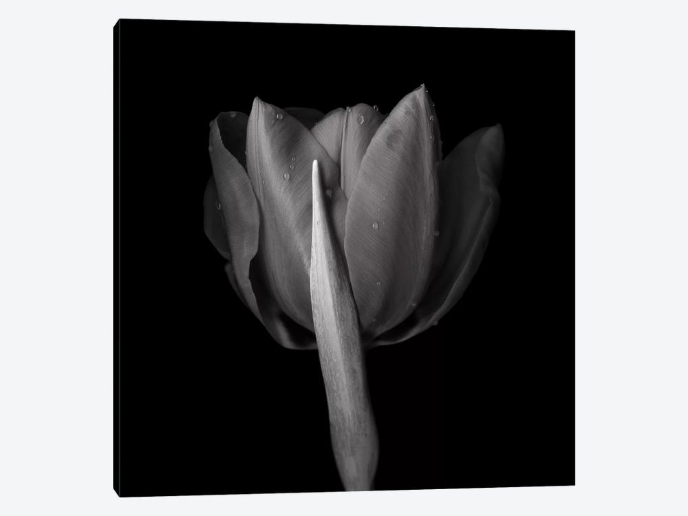 Red Tulips IV, B&W by Magda Indigo 1-piece Canvas Art