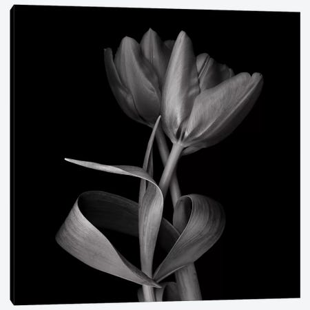 Duotone Tulips XI, B&W Canvas Art by Magda Indigo | iCanvas