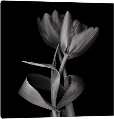 Red Tulips XI, B&W Canvas Art Print - Macro Photography