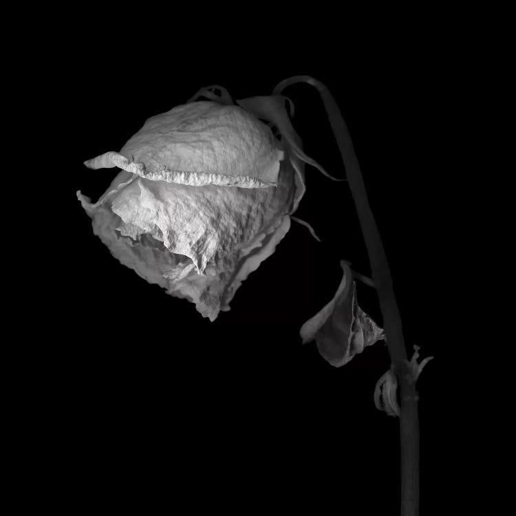 Rose Mix XXVIII, B&W