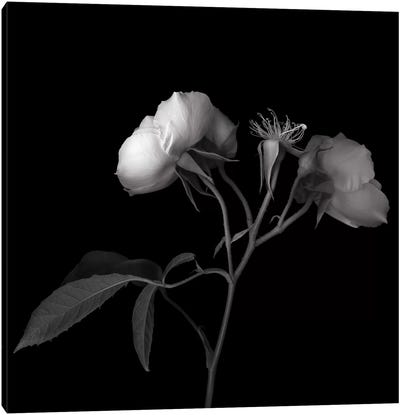 Rose White VII, B&W Canvas Art Print - Macro Photography
