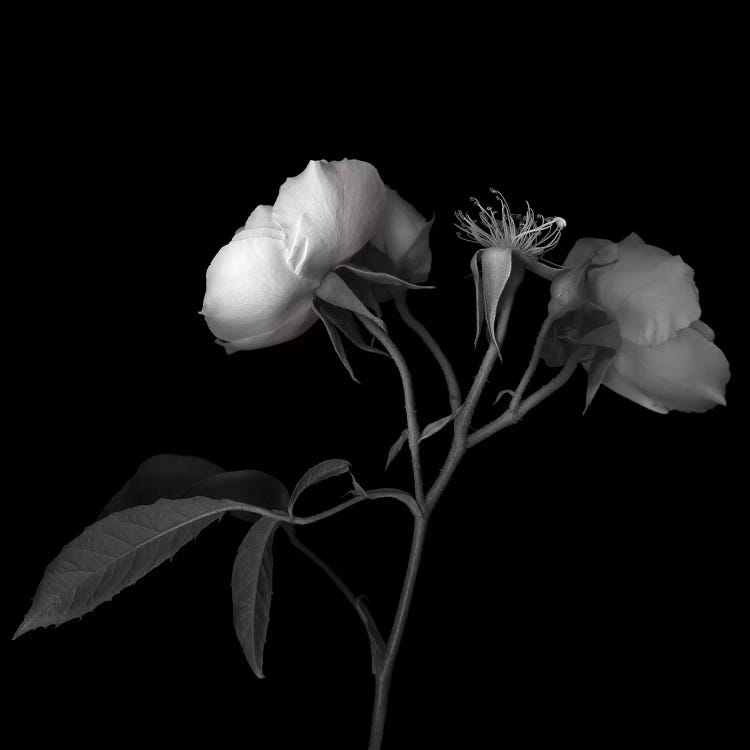 Rose White VII, B&W