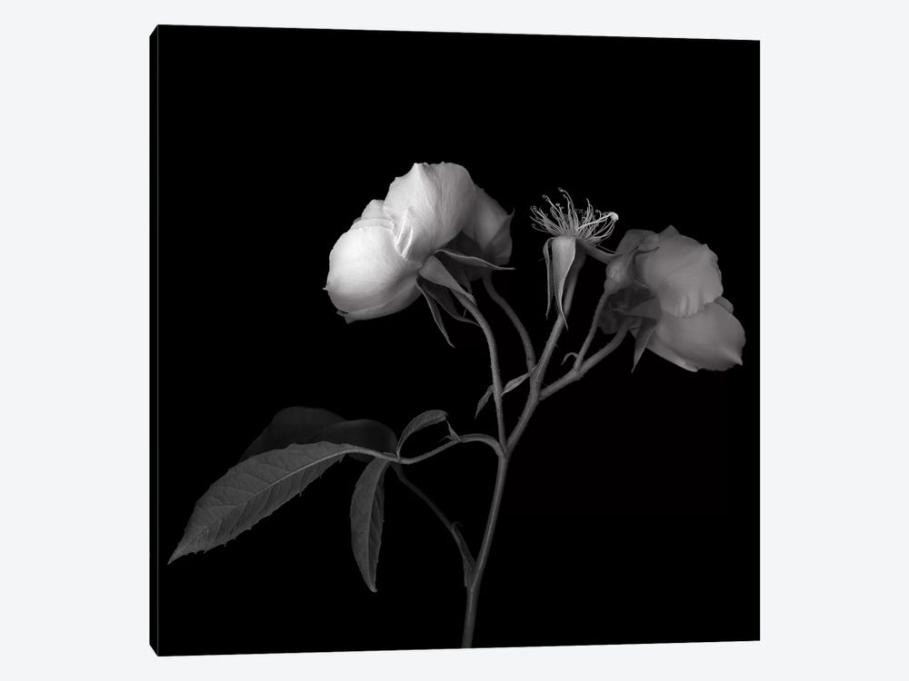 Rose White VII, B&W by Magda Indigo 1-piece Art Print