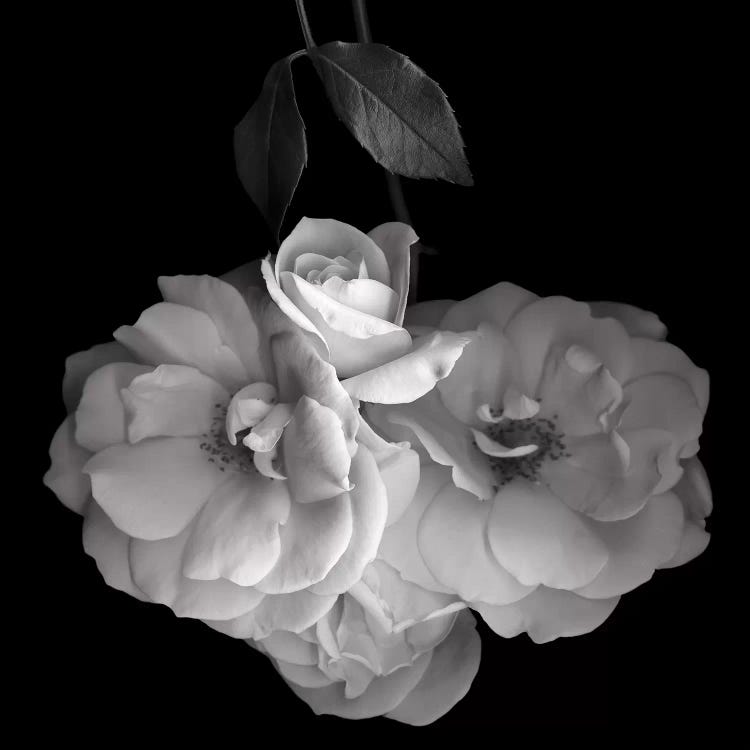 Rose White XVI, B&W