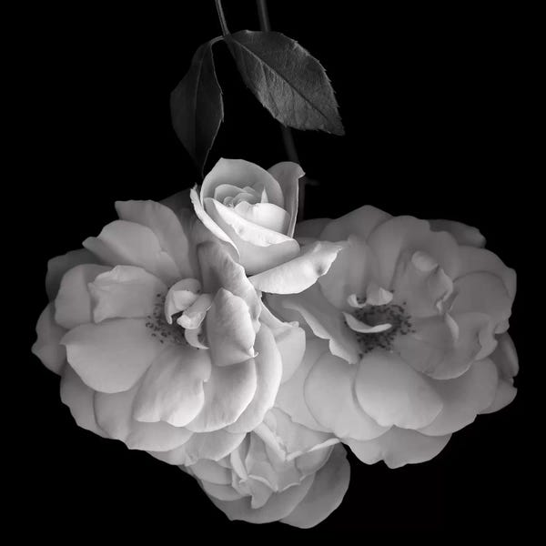 Still Life Photography: Rose White XVI, B&W by Magda Indigo