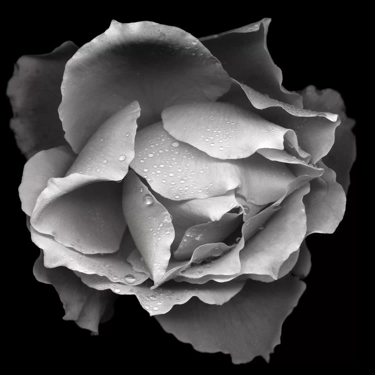 Salmon Rose VII, B&W by Magda Indigo wall art