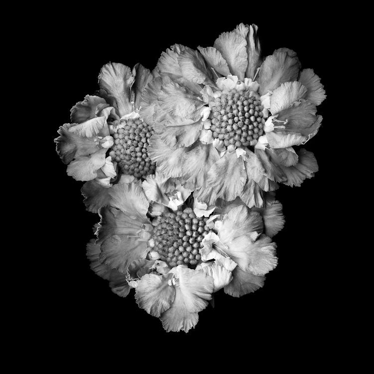 Scabiose II, B&W