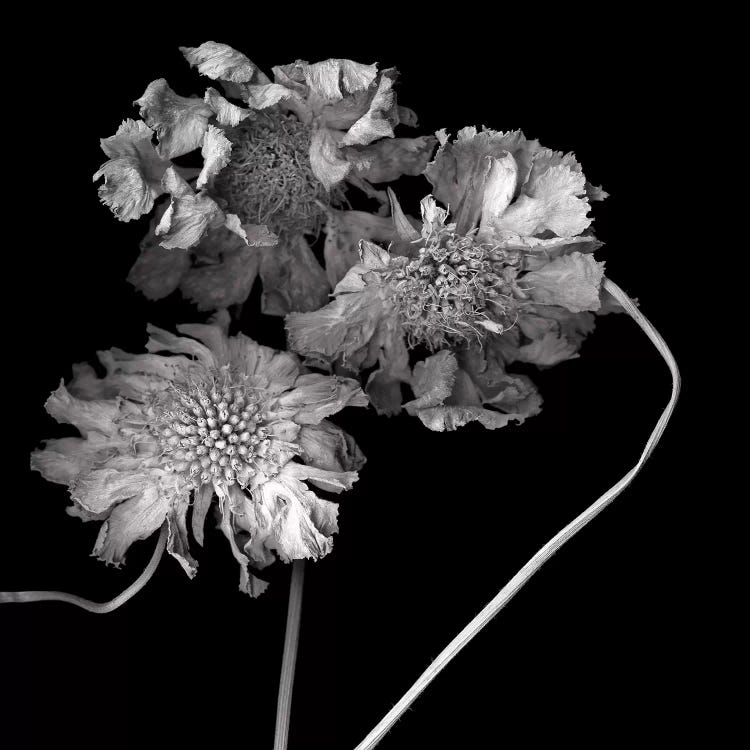 Scabiose XI, B&W