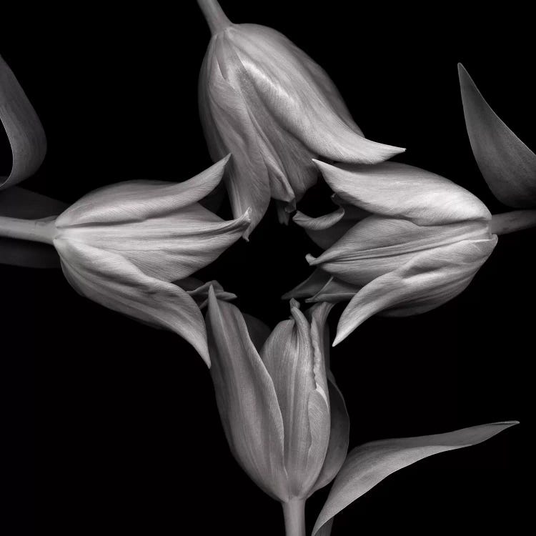 Star Tulips XI, B&W