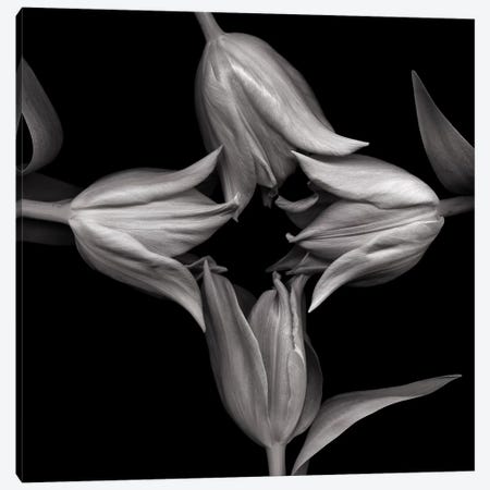 Star Tulips XI, B&W Canvas Print #MAG173} by Magda Indigo Canvas Artwork