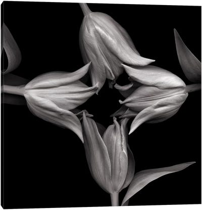 Star Tulips XI, B&W Canvas Art Print - Still Life Photography