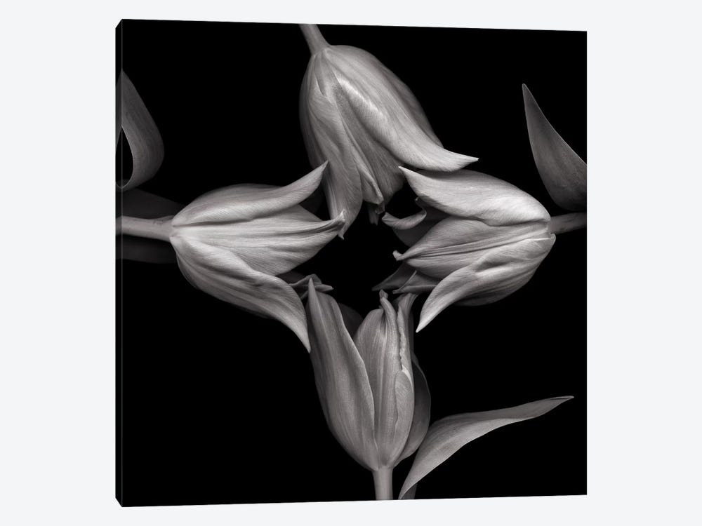 Star Tulips XI, B&W by Magda Indigo 1-piece Canvas Print