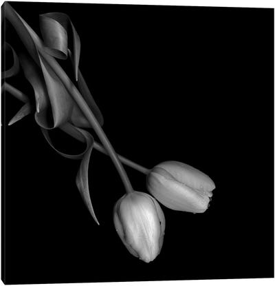 Tulip II, B&W Canvas Art Print - Macro Photography
