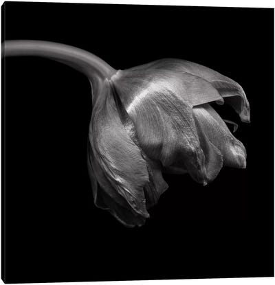 Tulip Red VIII, B&W Canvas Art Print - Tulip Art