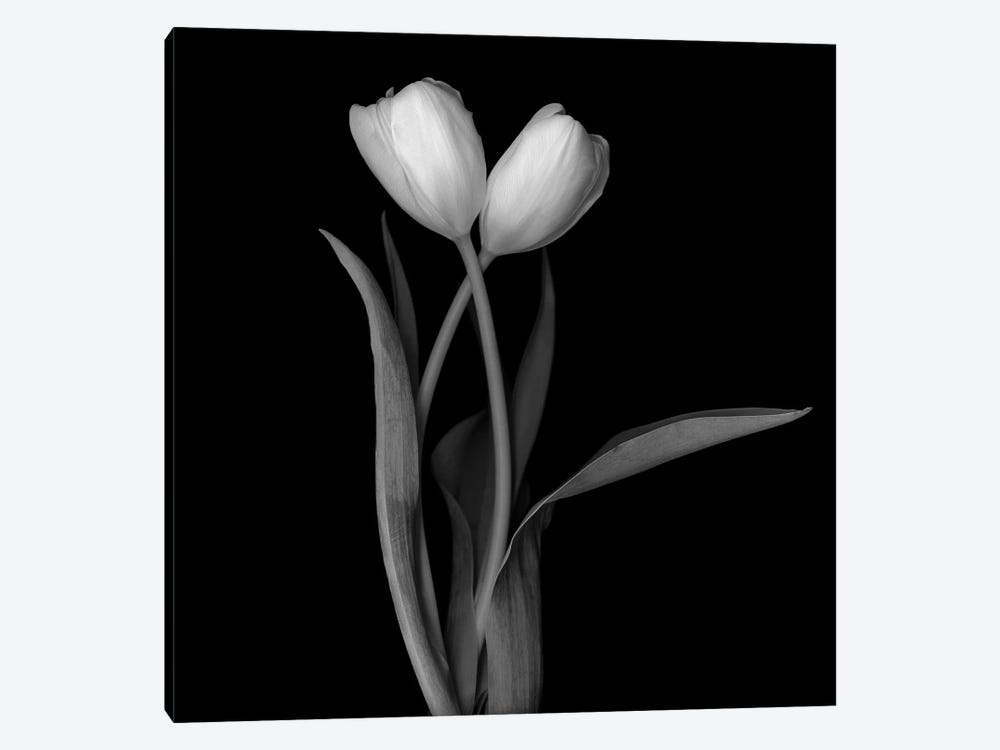 Tulip White I, B&W by Magda Indigo 1-piece Canvas Wall Art