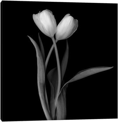 Tulip White I, B&W Canvas Art Print - Macro Photography