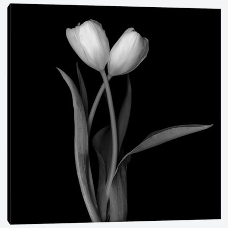 Tulip White I, B&W Canvas Print #MAG176} by Magda Indigo Canvas Art Print