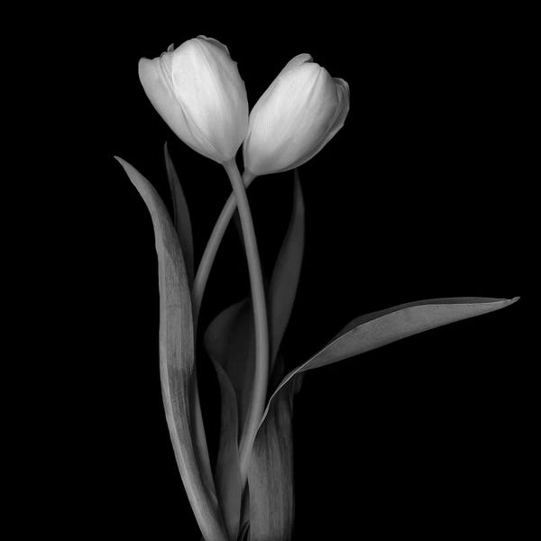 Still Life Photography: Tulip White I, B&W by Magda Indigo