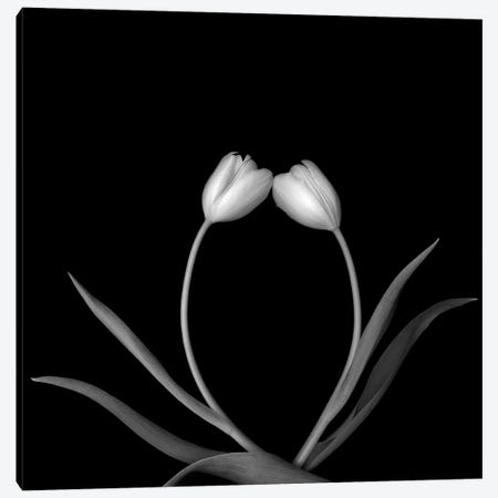 Tulip White II, B&W Canvas Print #MAG177} by Magda Indigo Art Print