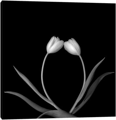 Tulip White II, B&W Canvas Art Print - Magda Indigo