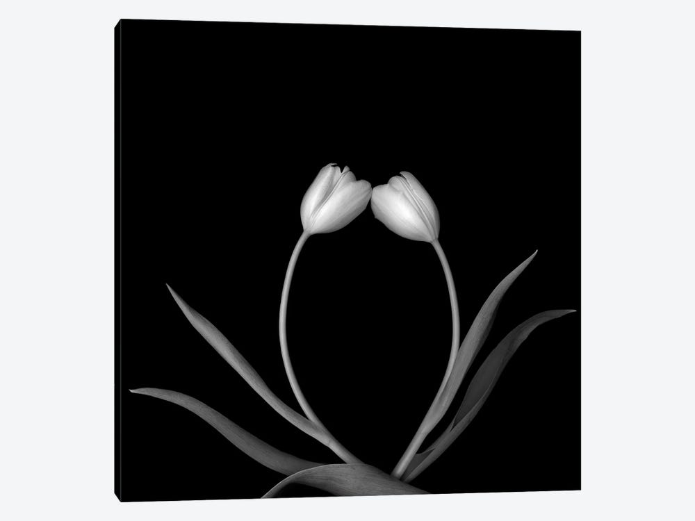 Tulip White II, B&W by Magda Indigo 1-piece Art Print
