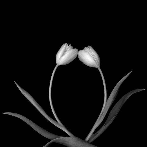 Tulips: Tulip White II, B&W by Magda Indigo