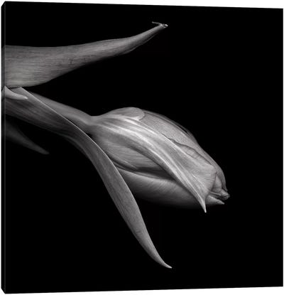 Tulips Red XI, B&W Canvas Art Print - Macro Photography