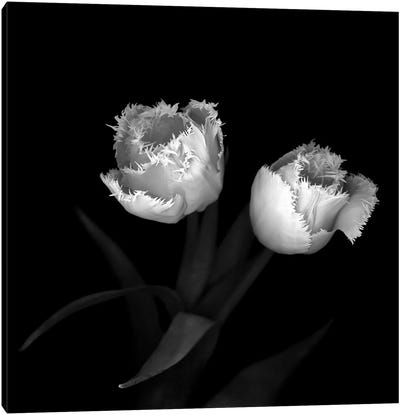 Tulips XI, B&W Canvas Art Print - Macro Photography