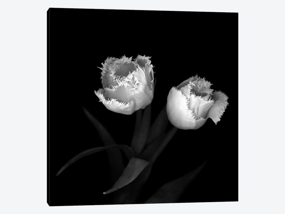 Tulips XI, B&W by Magda Indigo 1-piece Art Print