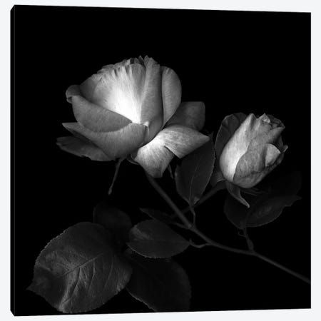 Two Roses Two Tones, B&W Canvas Print #MAG180} by Magda Indigo Canvas Print