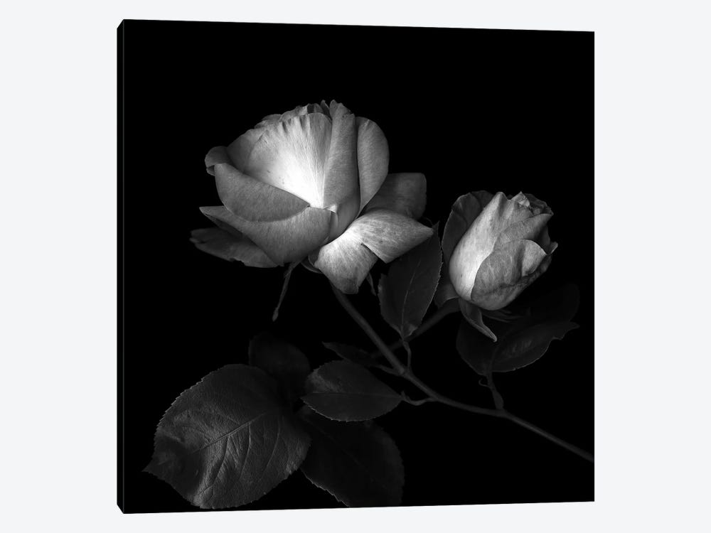 Two Roses Two Tones, B&W by Magda Indigo 1-piece Art Print