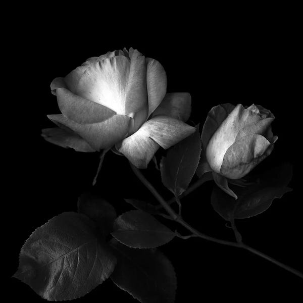 Still Life Photography: Two Roses Two Tones, B&W by Magda Indigo