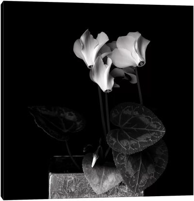 White Cyclamen IV, B&W Canvas Art Print - Macro Photography