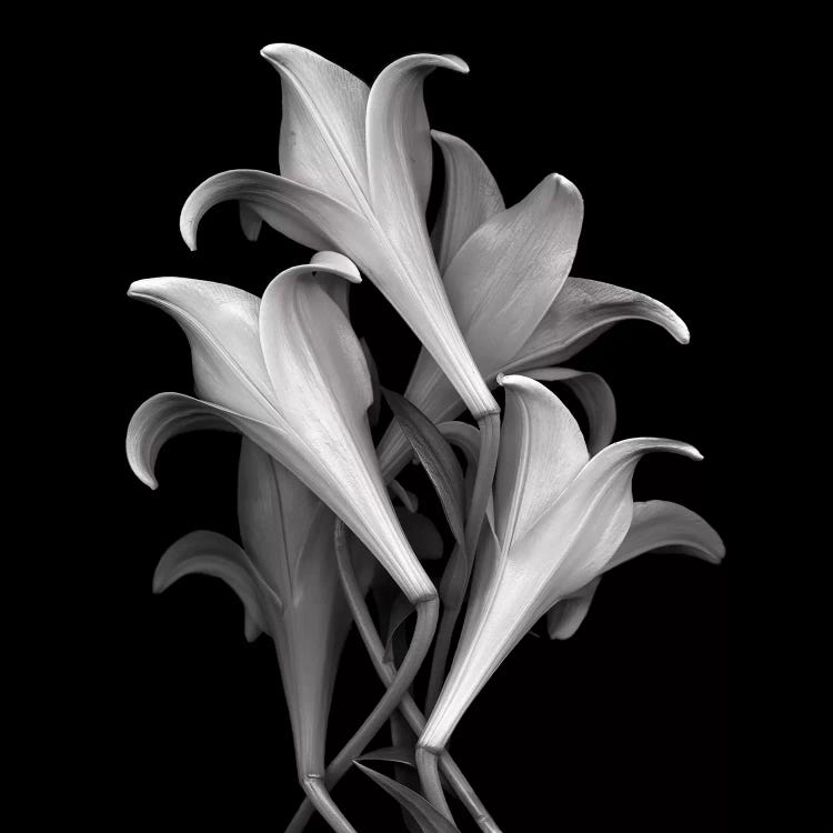 White Lillies, B&W