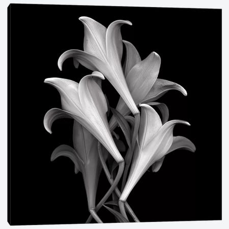 White Lillies, B&W Canvas Print #MAG184} by Magda Indigo Canvas Artwork