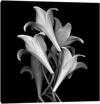 White Lillies, B&W Canvas Art Print - Magda Indigo
