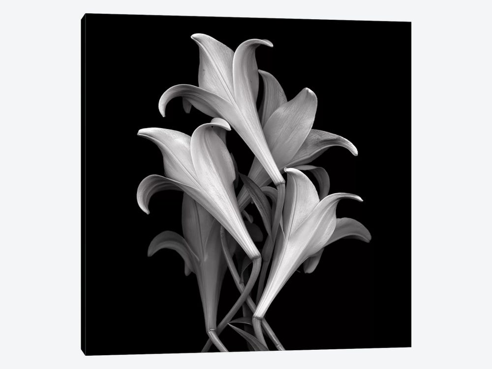 White Lillies, B&W by Magda Indigo 1-piece Canvas Art Print