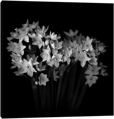 White Narcisi I, B&W Canvas Art Print - Still Life Photography