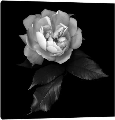 White Rose VI, B&W Canvas Art Print - Still Life Photography