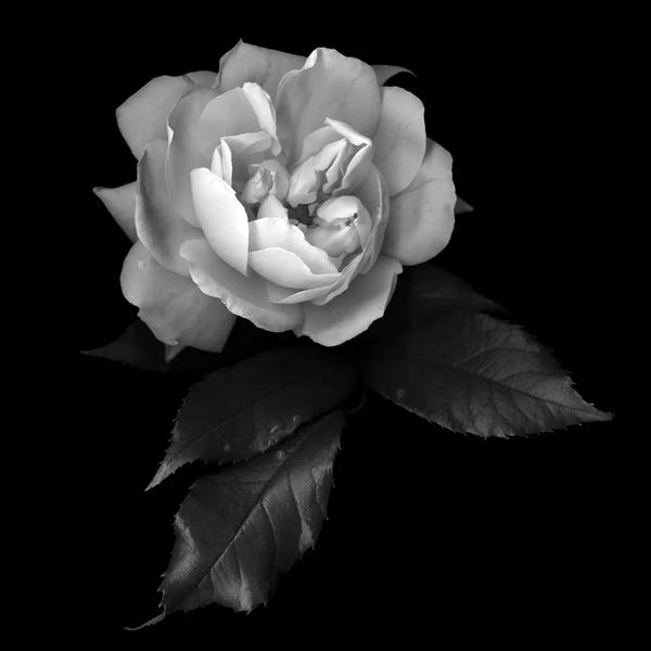 Still Life Photography: White Rose VI, B&W by Magda Indigo