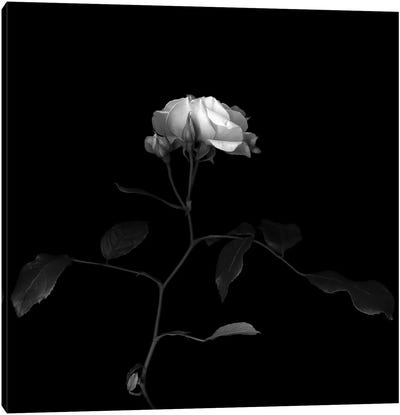 White Rose VIII, B&W Canvas Art Print - Macro Photography