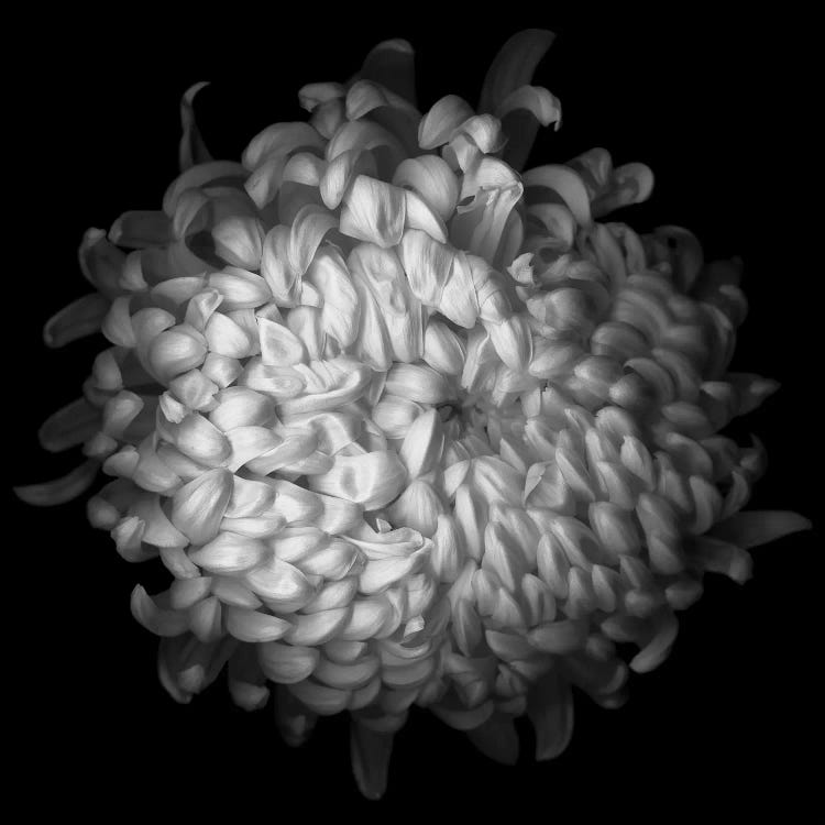 Yellow Chrysanthemum I, B&W by Magda Indigo wall art
