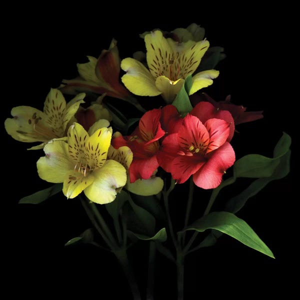 Lilies: Celebration by Magda Indigo