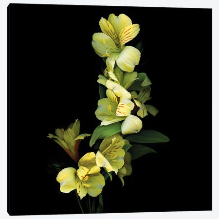 Alstroemeria Yellow IX Canvas Print #MAG192} by Magda Indigo Canvas Wall Art