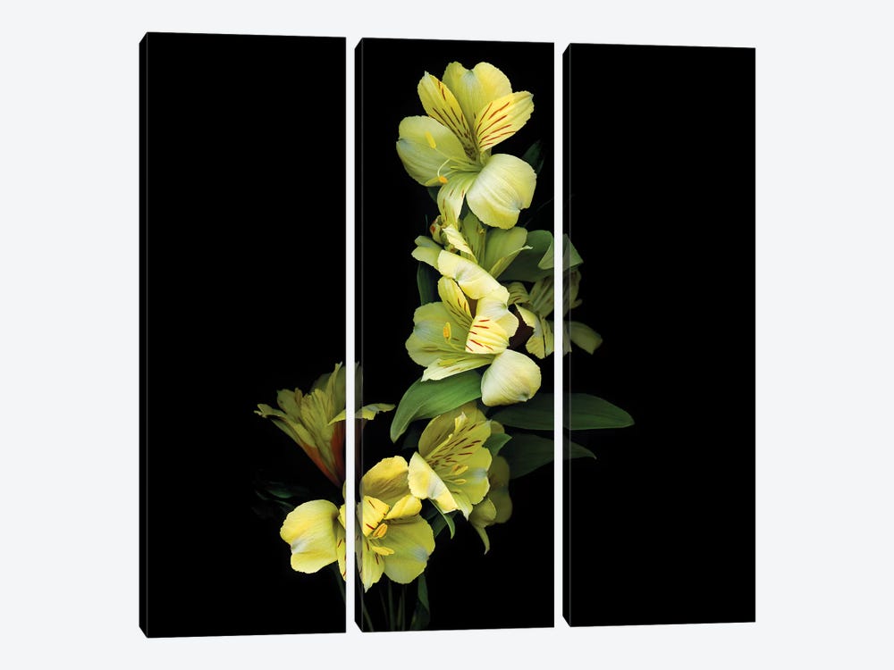 Alstroemeria Yellow IX by Magda Indigo 3-piece Canvas Artwork