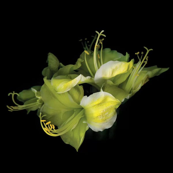 Amaryllis: Ama Yellow I by Magda Indigo